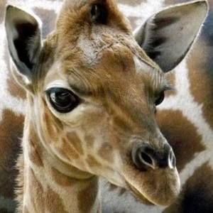 Meet your Posher, Barb